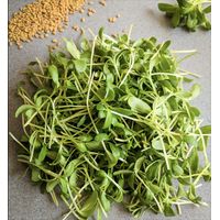 Kitchen Garden Fenugreek Sprouting Seeds 100g